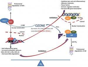 Ozono y su relación con Nrf2 y NF-κB
